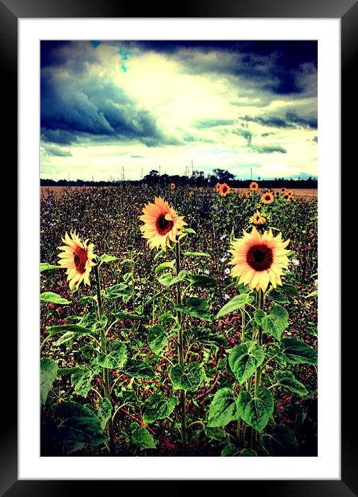 Sunflower Field Framed Mounted Print by Simon Gladwin