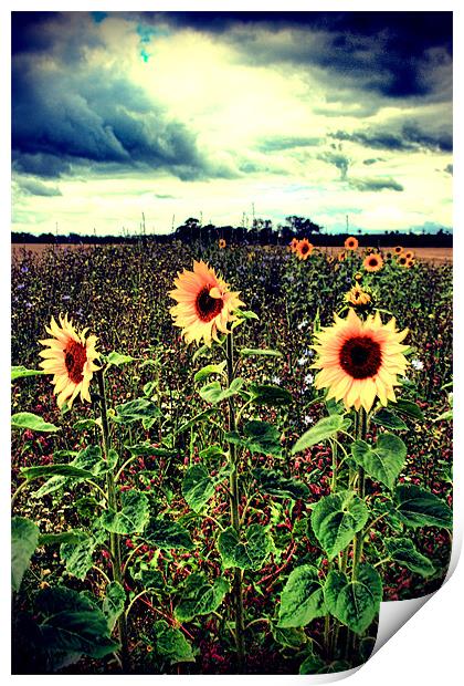 Sunflower Field Print by Simon Gladwin