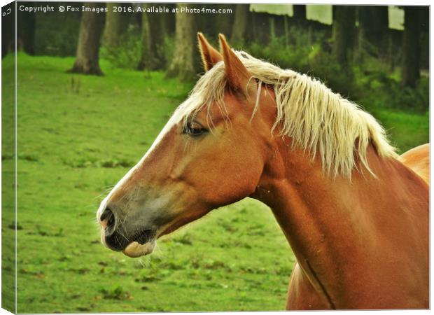 Horse in the field Canvas Print by Derrick Fox Lomax