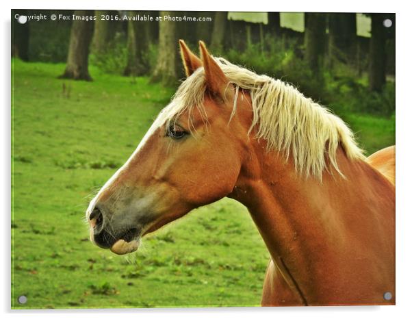 Horse in the field Acrylic by Derrick Fox Lomax