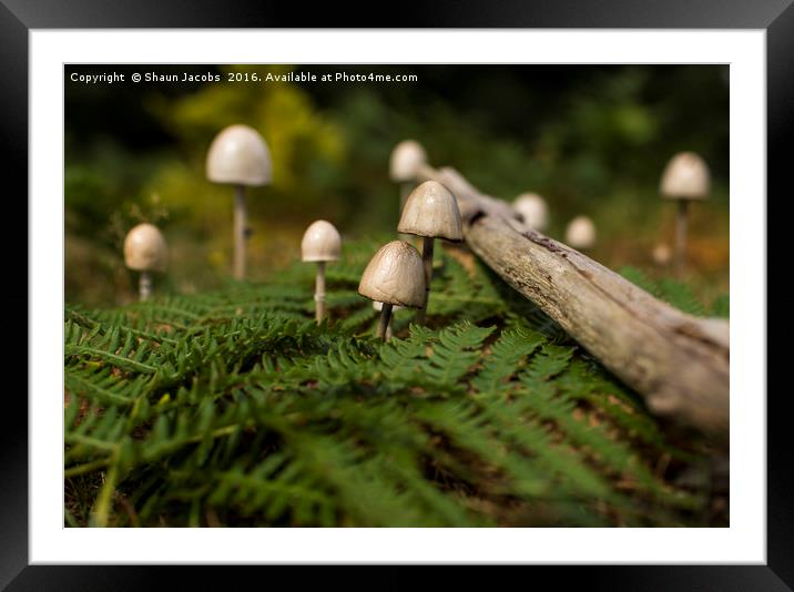 Mushrooms in a forest  Framed Mounted Print by Shaun Jacobs