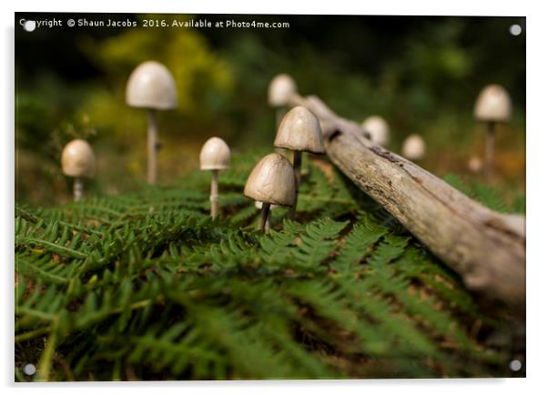 Mushrooms in a forest  Acrylic by Shaun Jacobs