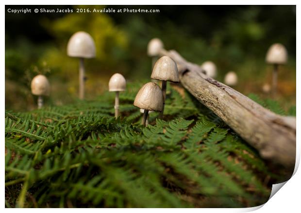 Mushrooms in a forest  Print by Shaun Jacobs
