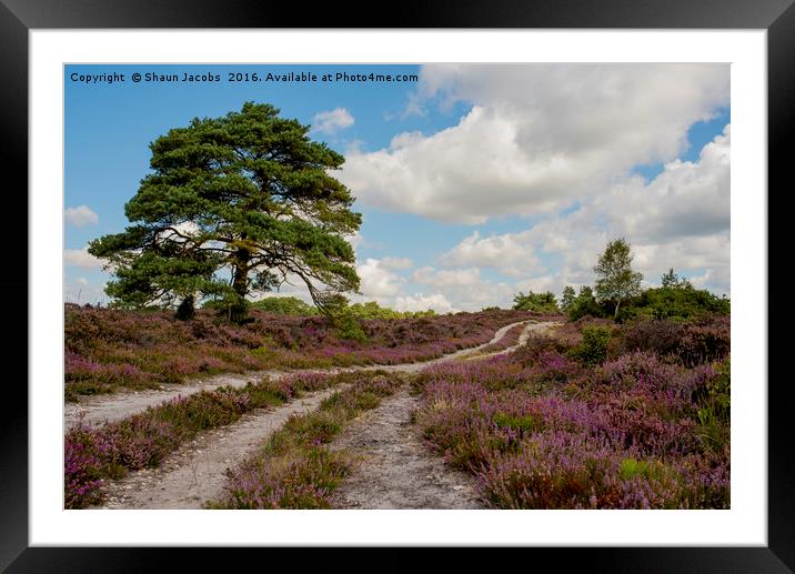 Heather lined pathway  Framed Mounted Print by Shaun Jacobs