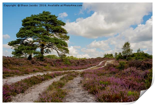Heather lined pathway  Print by Shaun Jacobs