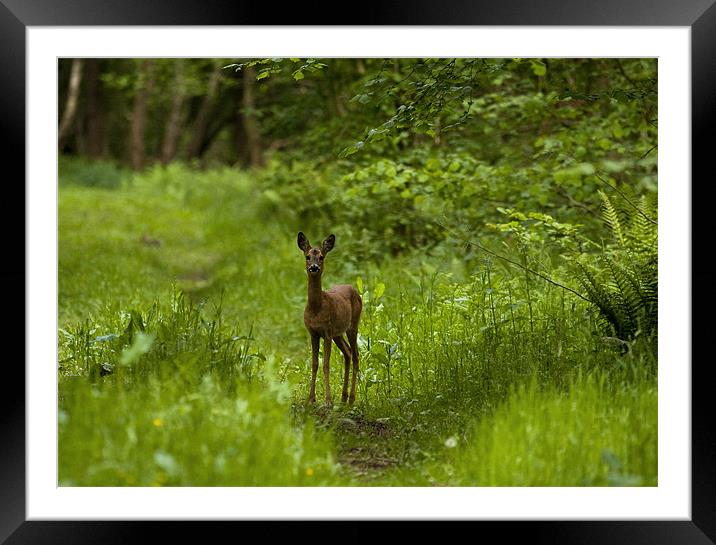 Roe Deer, young, female Framed Mounted Print by Raymond Gilbert