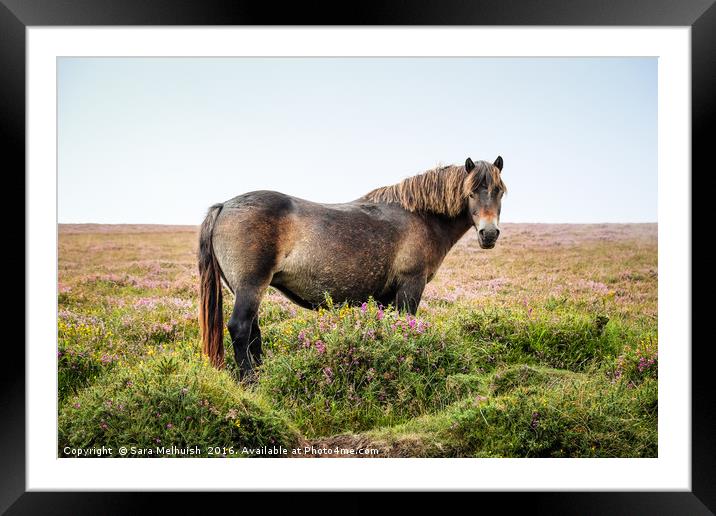 Pony on Exmoor Framed Mounted Print by Sara Melhuish