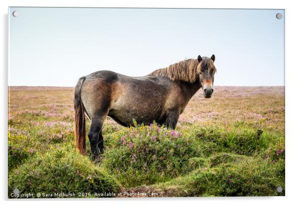 Pony on Exmoor Acrylic by Sara Melhuish