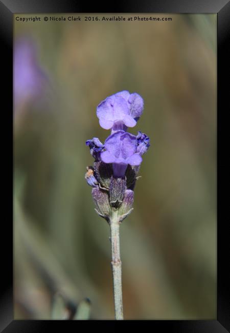 Single Lavender Framed Print by Nicola Clark