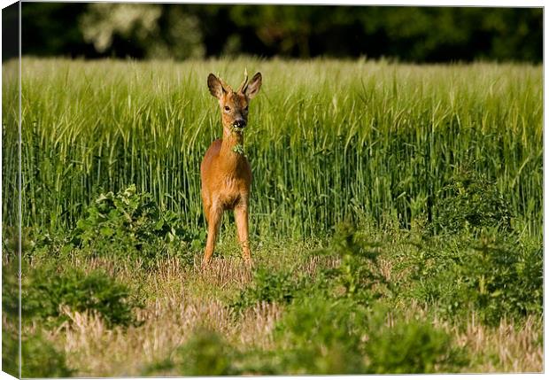 Roe Deer, young, male, grazing Canvas Print by Raymond Gilbert