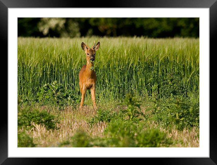 Roe Deer, young, male, grazing Framed Mounted Print by Raymond Gilbert