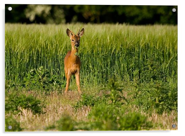 Roe Deer, young, male, grazing Acrylic by Raymond Gilbert