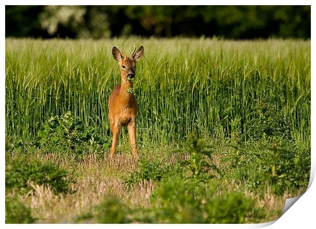 Roe Deer, young, male, grazing Print by Raymond Gilbert