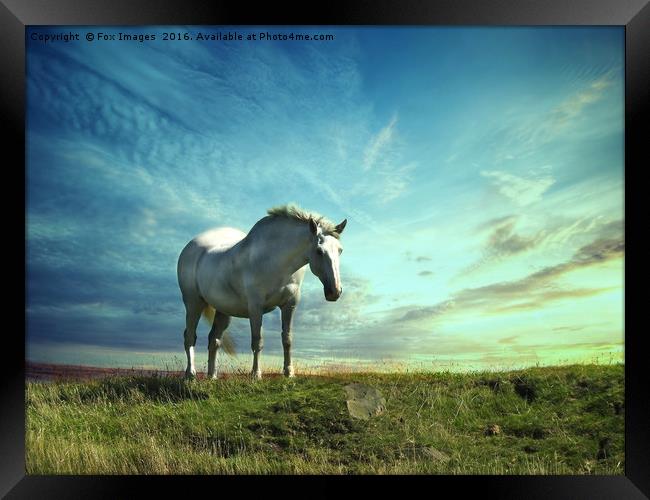 White horse on the hill Framed Print by Derrick Fox Lomax