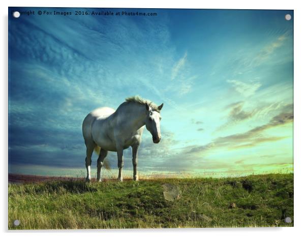 White horse on the hill Acrylic by Derrick Fox Lomax