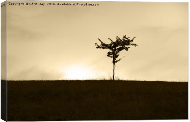 Lone Tree Canvas Print by Chris Day