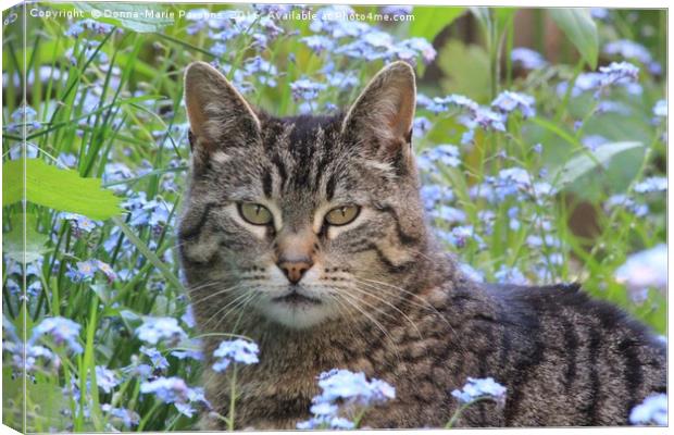 Kitty in the Forget Me Not Flowers Canvas Print by Donna-Marie Parsons