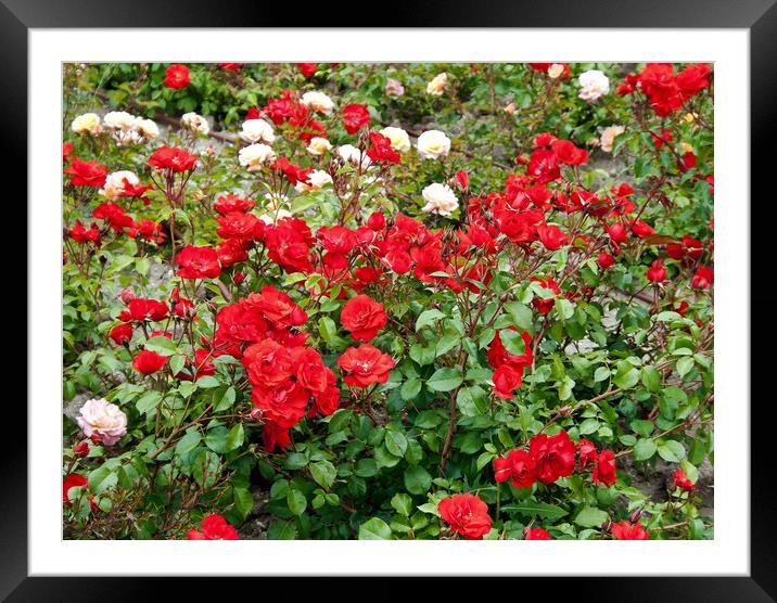 Roses on flowerbed Framed Mounted Print by Igor Krylov