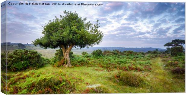 The New Forest Canvas Print by Helen Hotson