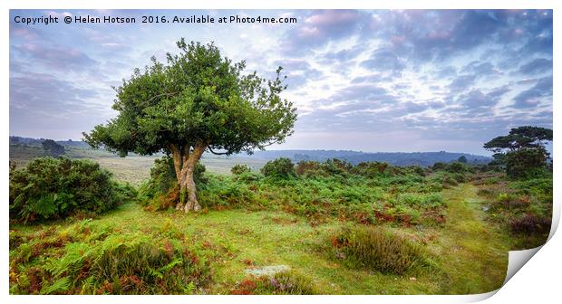 The New Forest Print by Helen Hotson