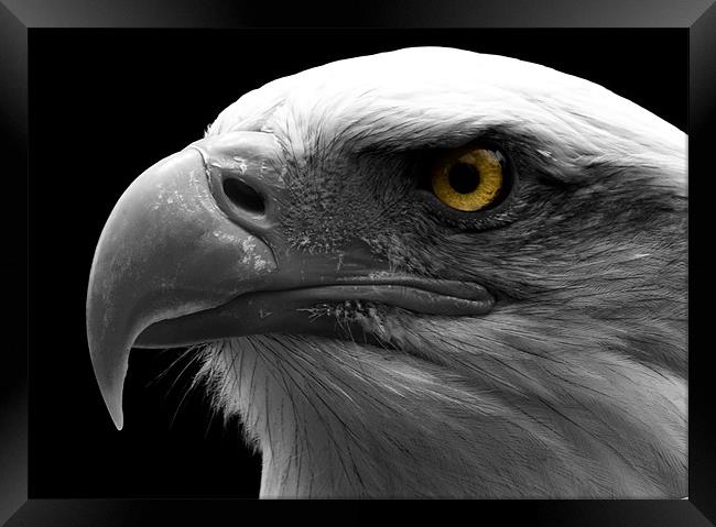 Bald Eagle, macro, eye, digital Framed Print by Raymond Gilbert