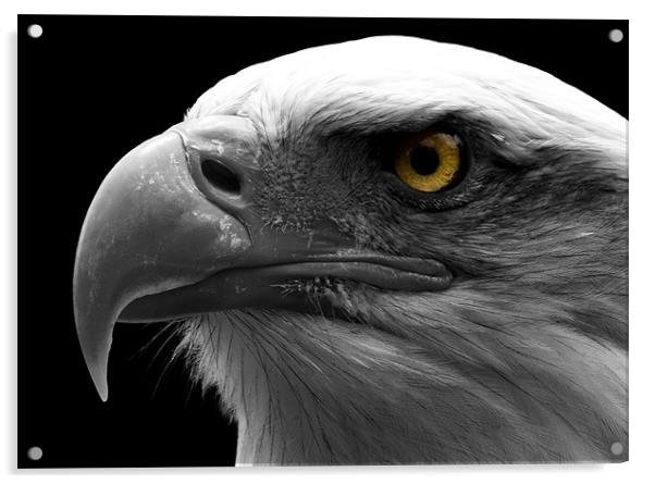Bald Eagle, macro, eye, digital Acrylic by Raymond Gilbert