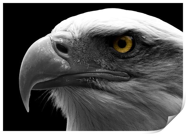 Bald Eagle, macro, eye, digital Print by Raymond Gilbert