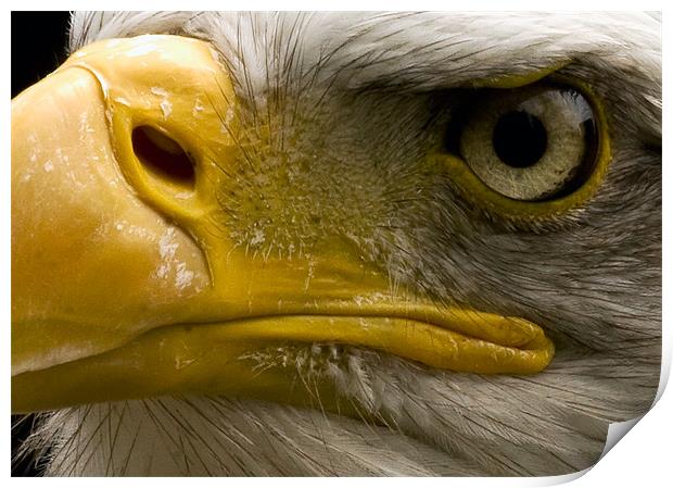 Bald Eagle, macro, eye Print by Raymond Gilbert