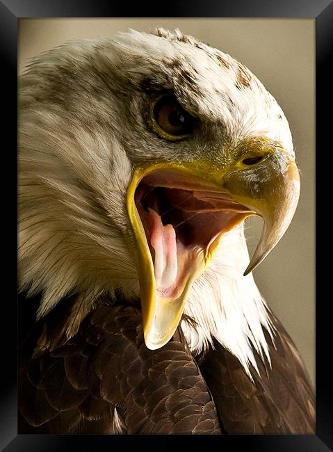 Bald Eagle, beak, macro Framed Print by Raymond Gilbert