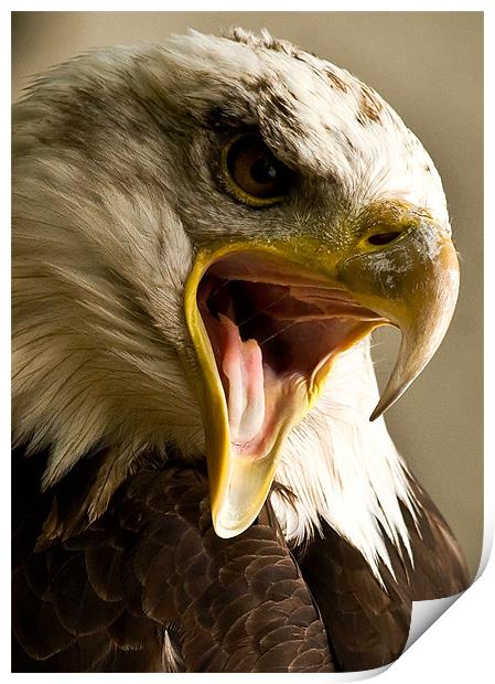 Bald Eagle, beak, macro Print by Raymond Gilbert