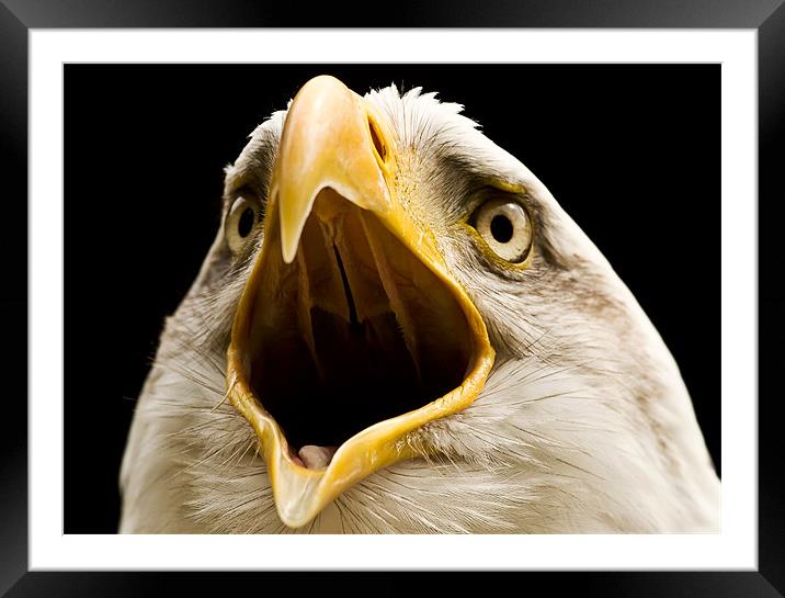 Bald Eagle, beak, macro Framed Mounted Print by Raymond Gilbert