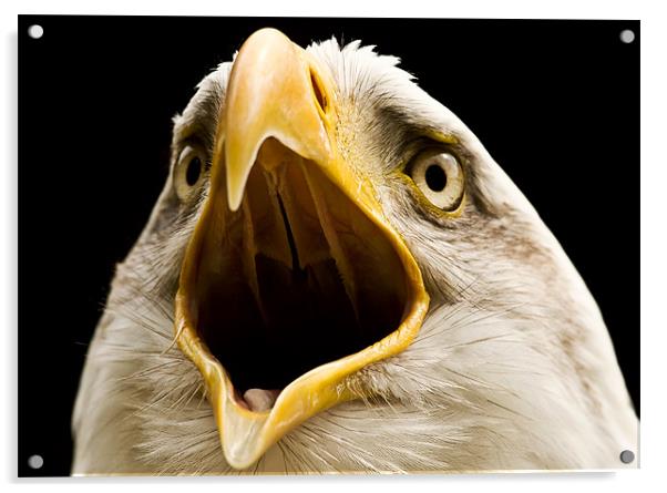 Bald Eagle, beak, macro Acrylic by Raymond Gilbert