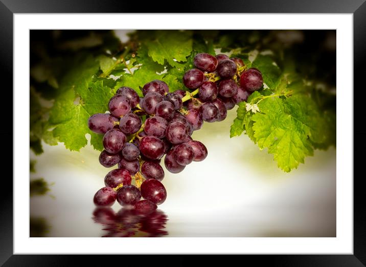 Krissy Gold Grapes Framed Mounted Print by David French
