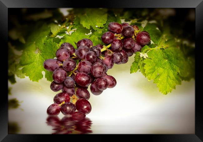 Krissy Gold Grapes Framed Print by David French