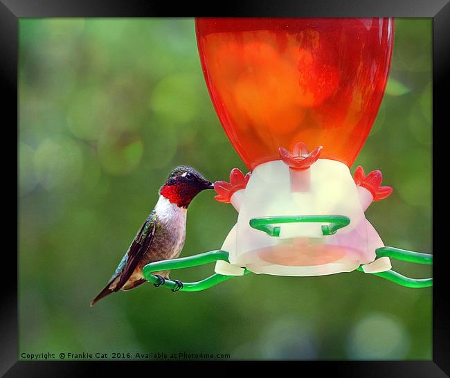 Ruby Throated Hummingbird Framed Print by Frankie Cat