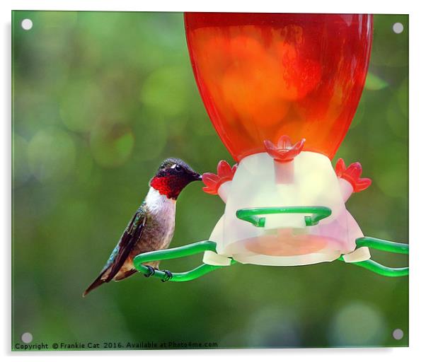 Ruby Throated Hummingbird Acrylic by Frankie Cat