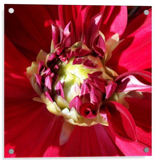deep red bloom Acrylic by Marinela Feier