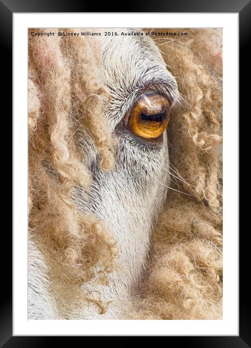 Leicester Longwool Sheep 2 Framed Mounted Print by Linsey Williams