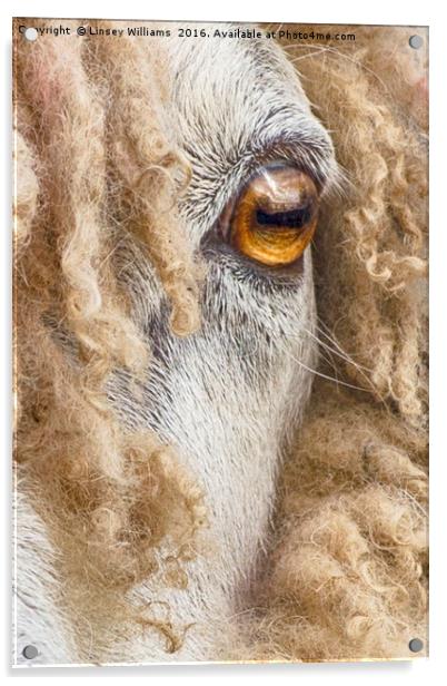 Leicester Longwool Sheep 2 Acrylic by Linsey Williams