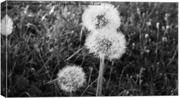 Dandelions at Willen Lake Canvas Print by Mitchell Nortje