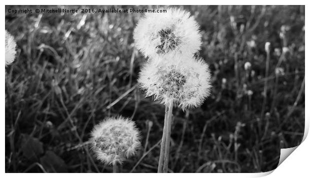 Dandelions at Willen Lake Print by Mitchell Nortje