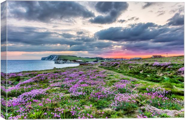Freshwater Bay Sea Thrift Sunset Canvas Print by Wight Landscapes