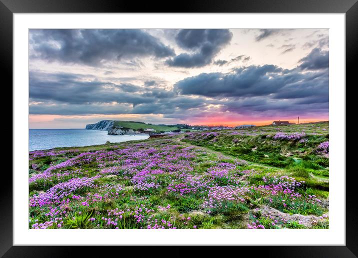 Freshwater Bay Sea Thrift Sunset Framed Mounted Print by Wight Landscapes