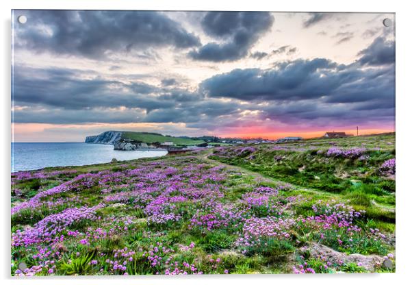 Freshwater Bay Sea Thrift Sunset Acrylic by Wight Landscapes