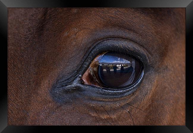 Horse, reflection, macro Framed Print by Raymond Gilbert