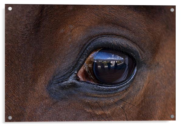 Horse, reflection, macro Acrylic by Raymond Gilbert