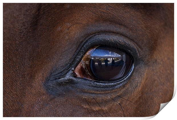 Horse, reflection, macro Print by Raymond Gilbert