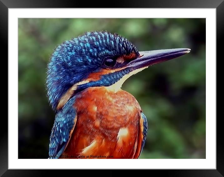 Kingfisher Portrait  Framed Mounted Print by Paul Welsh