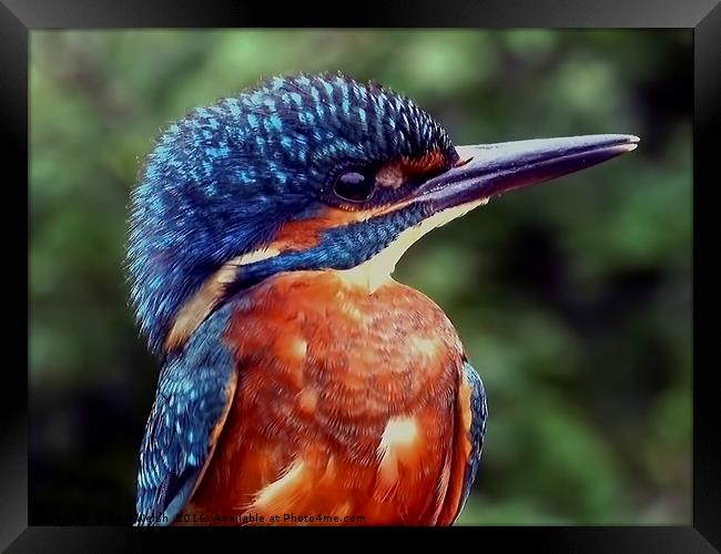 Kingfisher Portrait  Framed Print by Paul Welsh