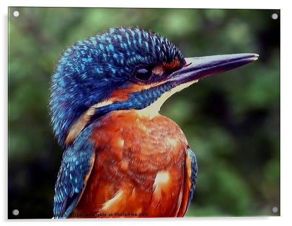 Kingfisher Portrait  Acrylic by Paul Welsh